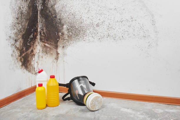 Best Office Mold Removal Services  in Sparta, MO