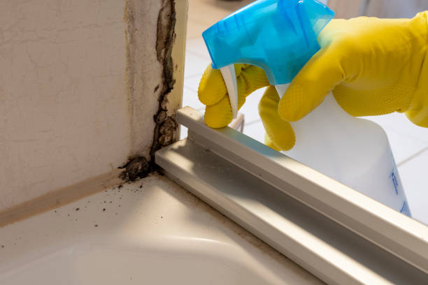 Best Attic Mold Removal  in Sparta, MO
