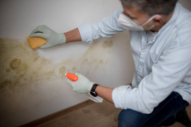 Mold Testing and Removal in Sparta, MO
