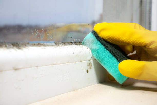 Trusted Sparta, MO Mold Removal Experts