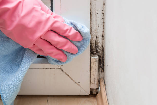 Best Black Mold Removal  in Sparta, MO
