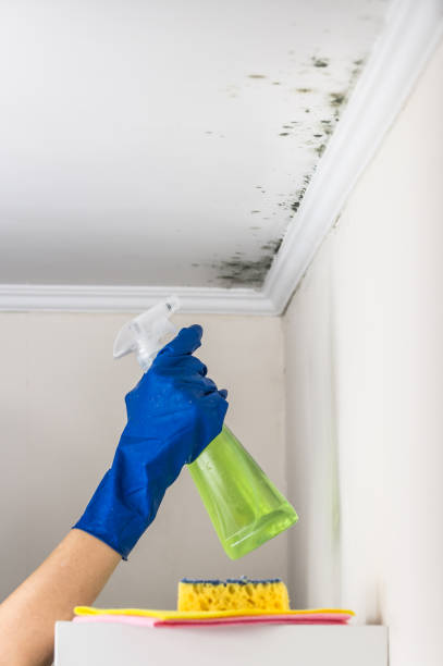 Best Mold Testing and Removal  in Sparta, MO